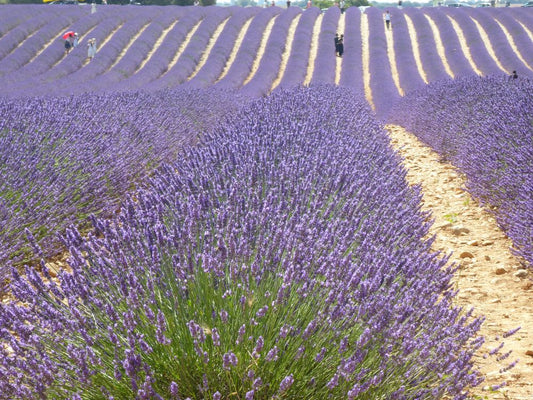 Traditional Lavender Distillation: Unlocking Nature's Aromatic Treasure
