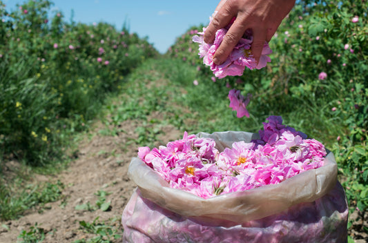 Hand reaching into a bag of pink rose petals