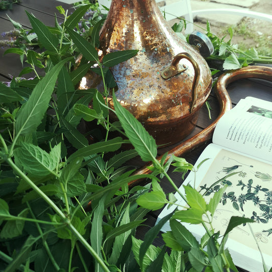 distilling bee balm for hydrosol