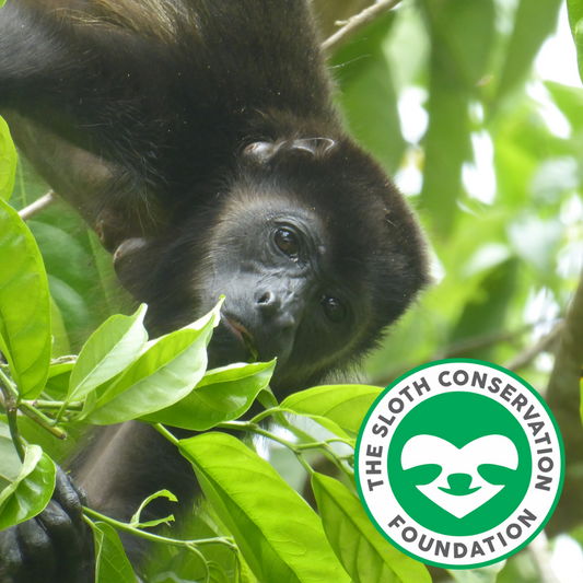 The Sloth Conservation Foundation + Magic Bean Body Lotion