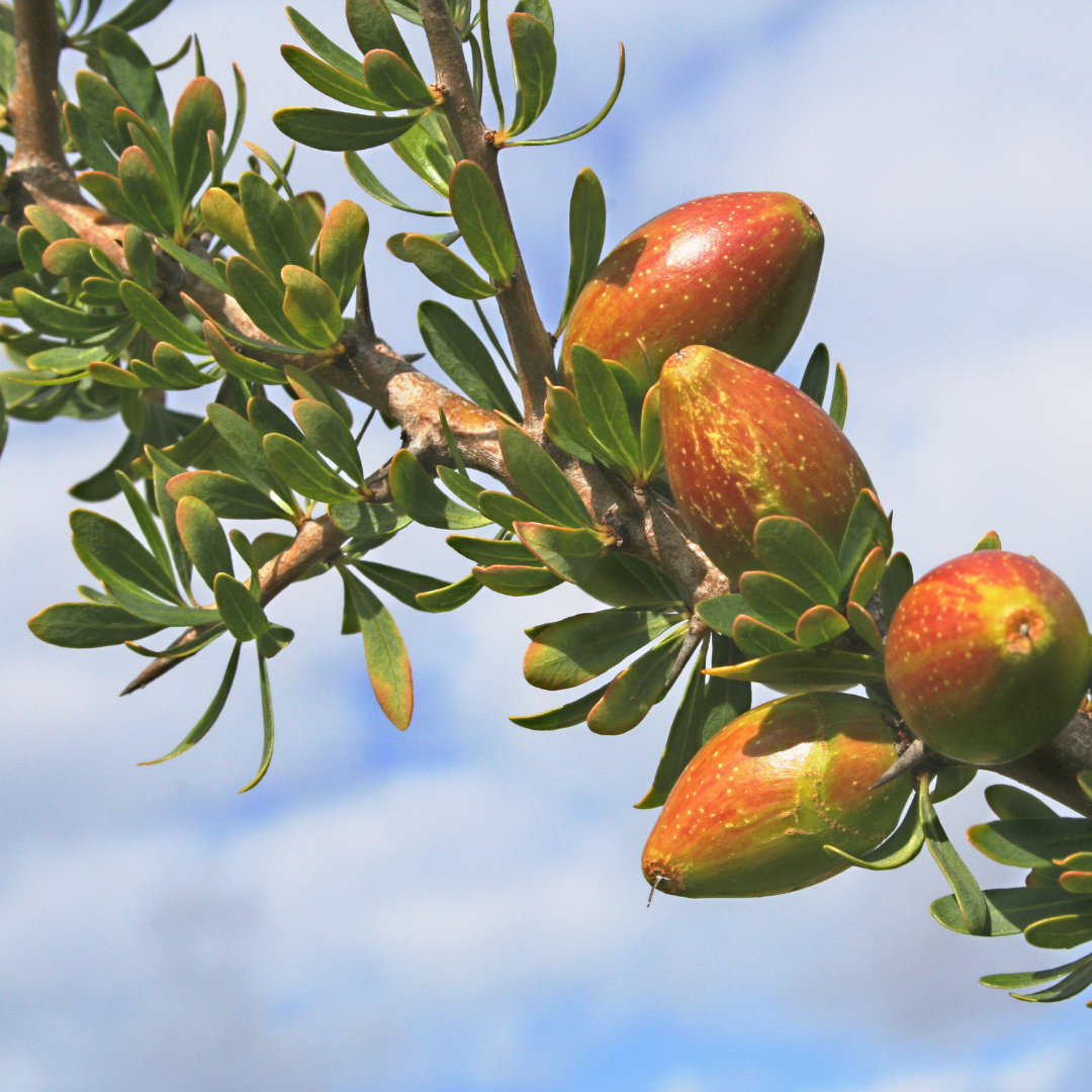 argan oil high in vitamin E an important antioxidant for antiaging natural skincare
