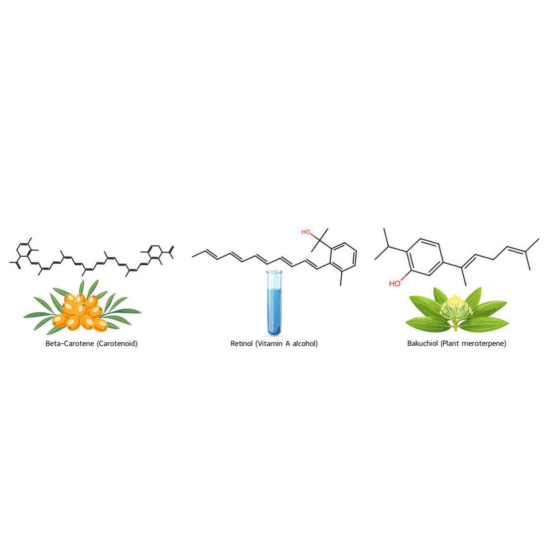 Retinol, Bakuchiol, and Beta-Carotene: Why We Choose the Gentle Path