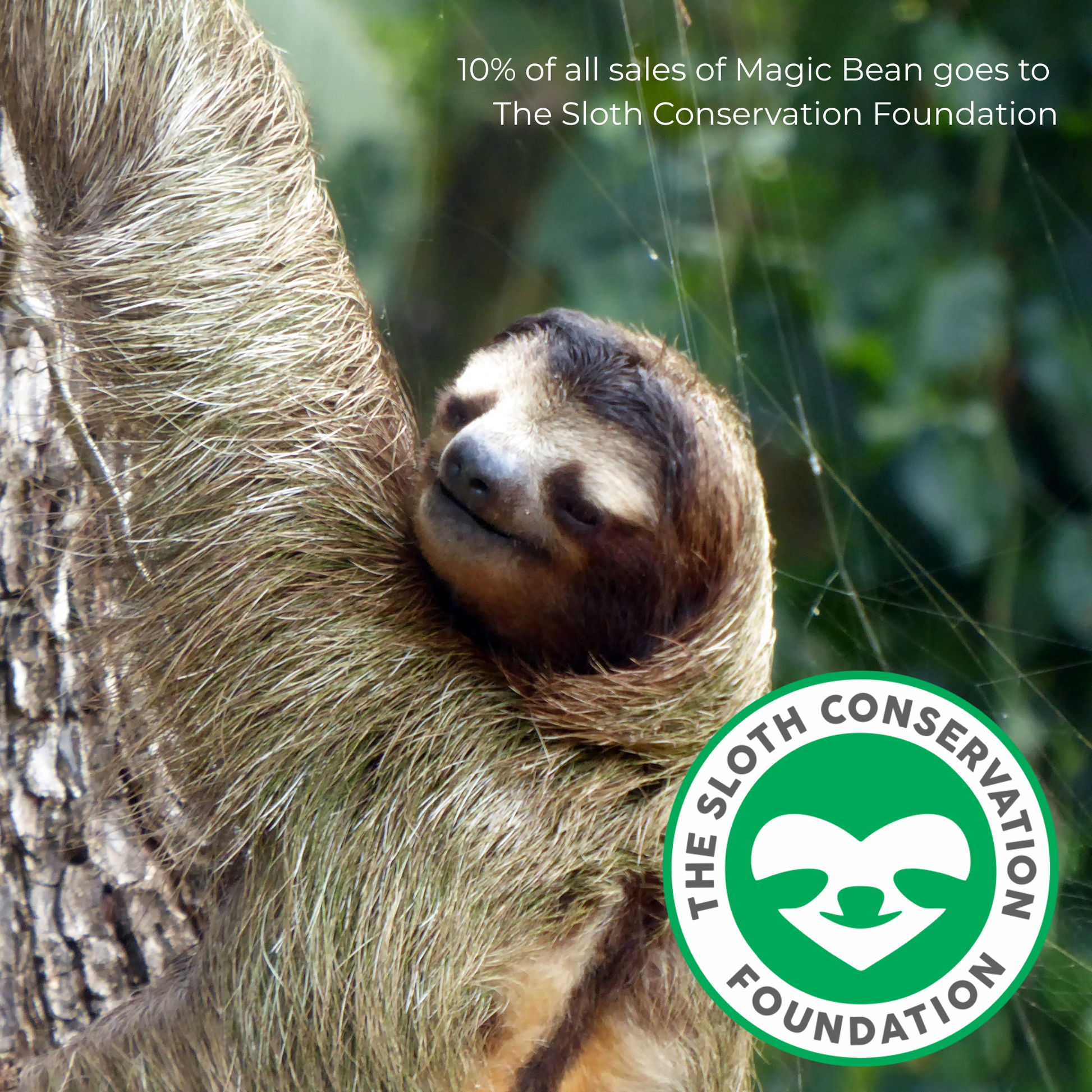 giving badk to the sloth conservation foundation