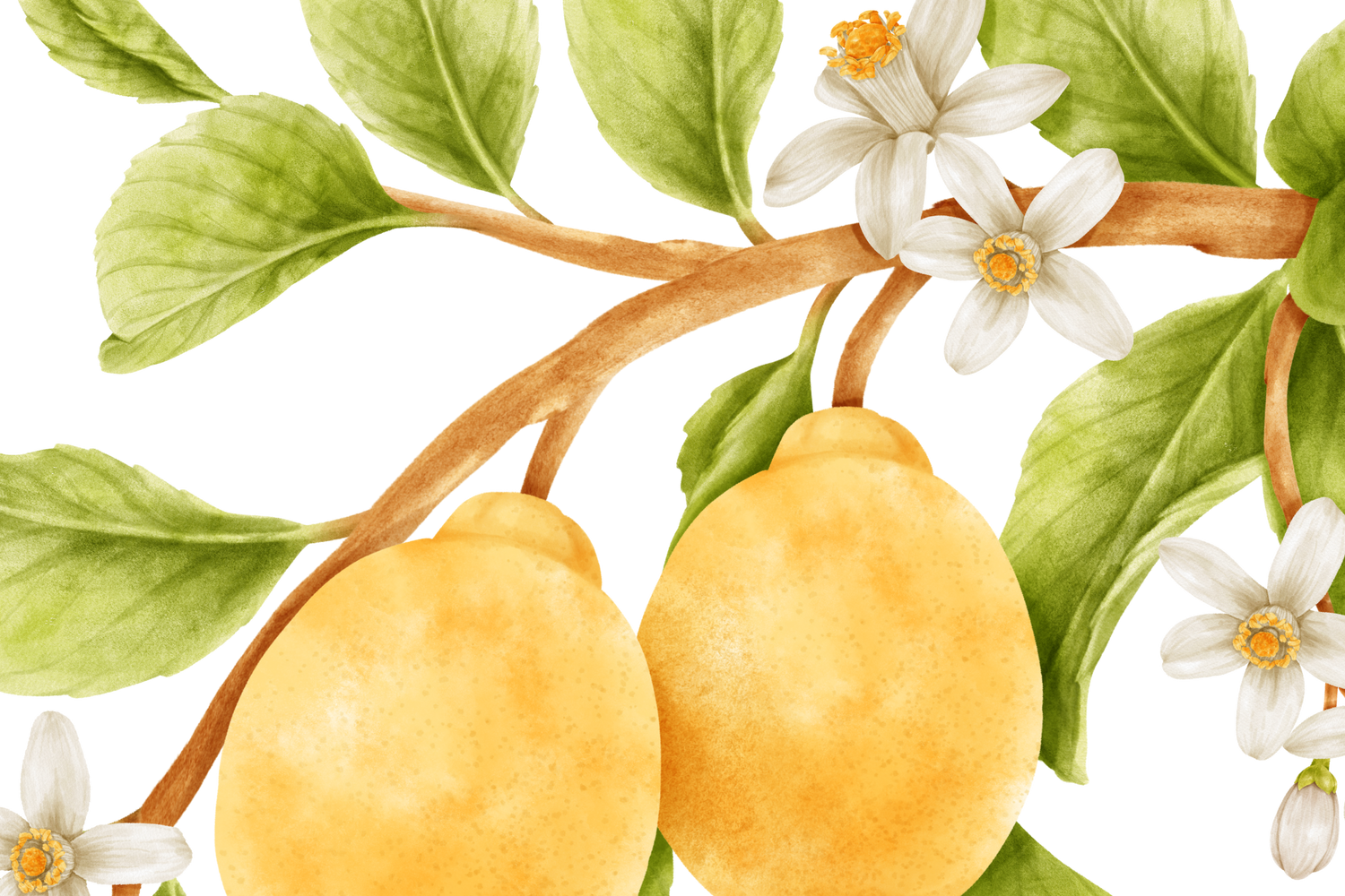 PURE ORANGE BLOSSOM ABSOLUTE Citrus aurantium var.amara NATURAL AYURVEDA