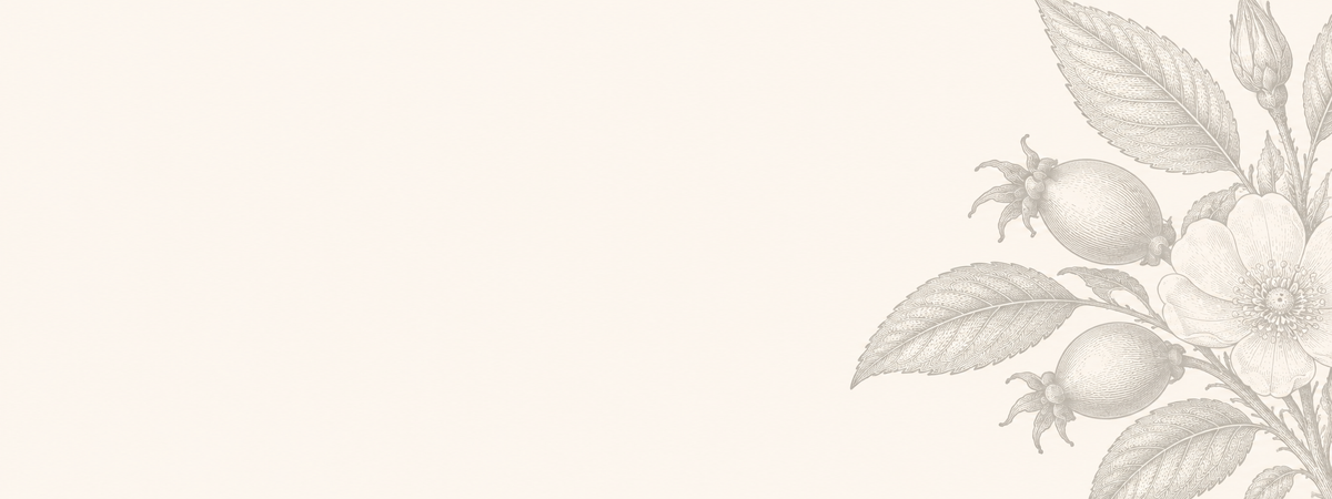 light botanical illustration of rosehip